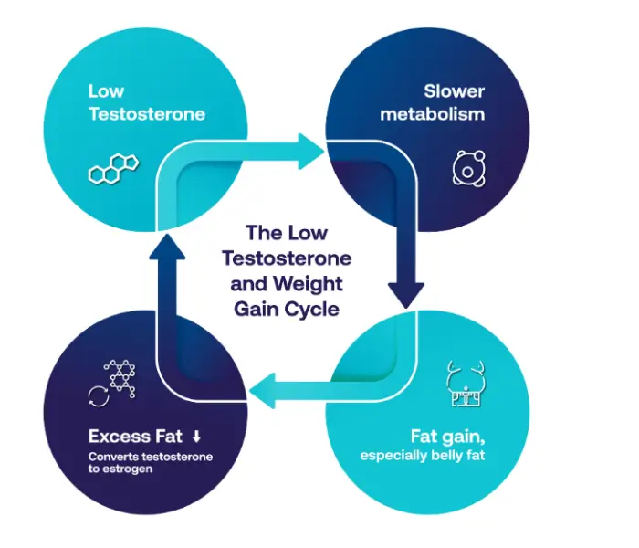 Does TRT Help With Weight Loss Does TRT Help With Weight Loss